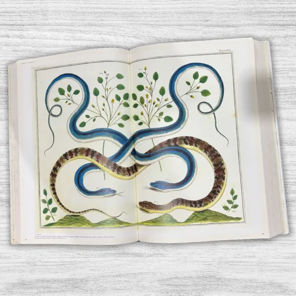 CABINET OF NATURAL CURIOSITIES - Imagen 6