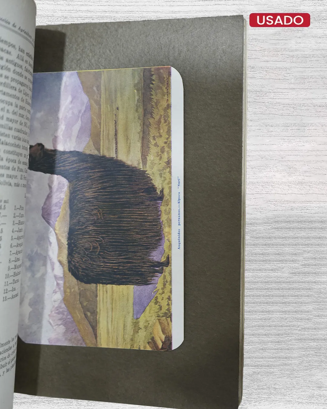 LOS AUQUENIDOS PERUANOS - Imagen 4