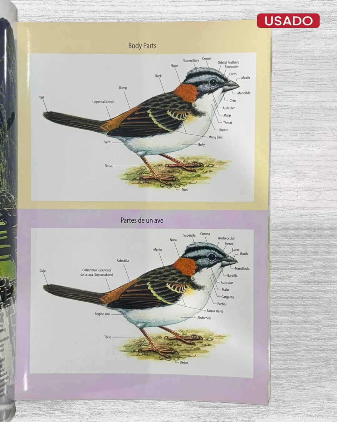 AVES DE CUSCO Y MACHU PICCHU - Imagen 3