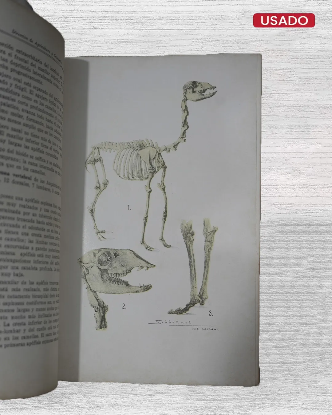 LOS AUQUENIDOS PERUANOS - Imagen 3