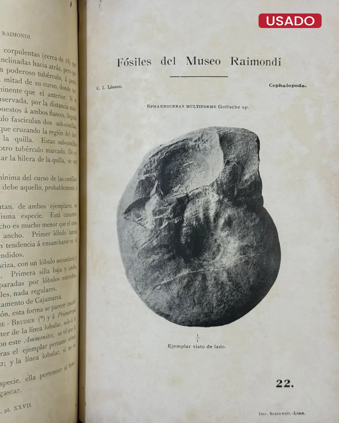 ANTONIO RAIMONDI: EL PERU (TOMO VI: PALEONTOLOGIA PERUANA – FOSILES DEL MUSEO RAIMONDI) - Imagen 4
