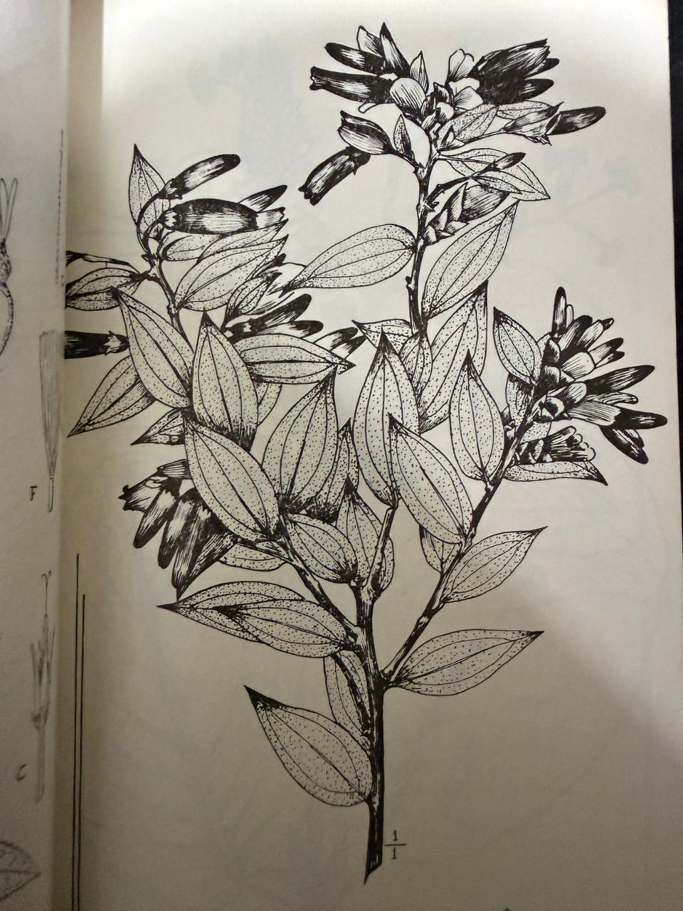 FLORA ORNAMENTAL DEL MACHUPIJCHU - Imagen 3
