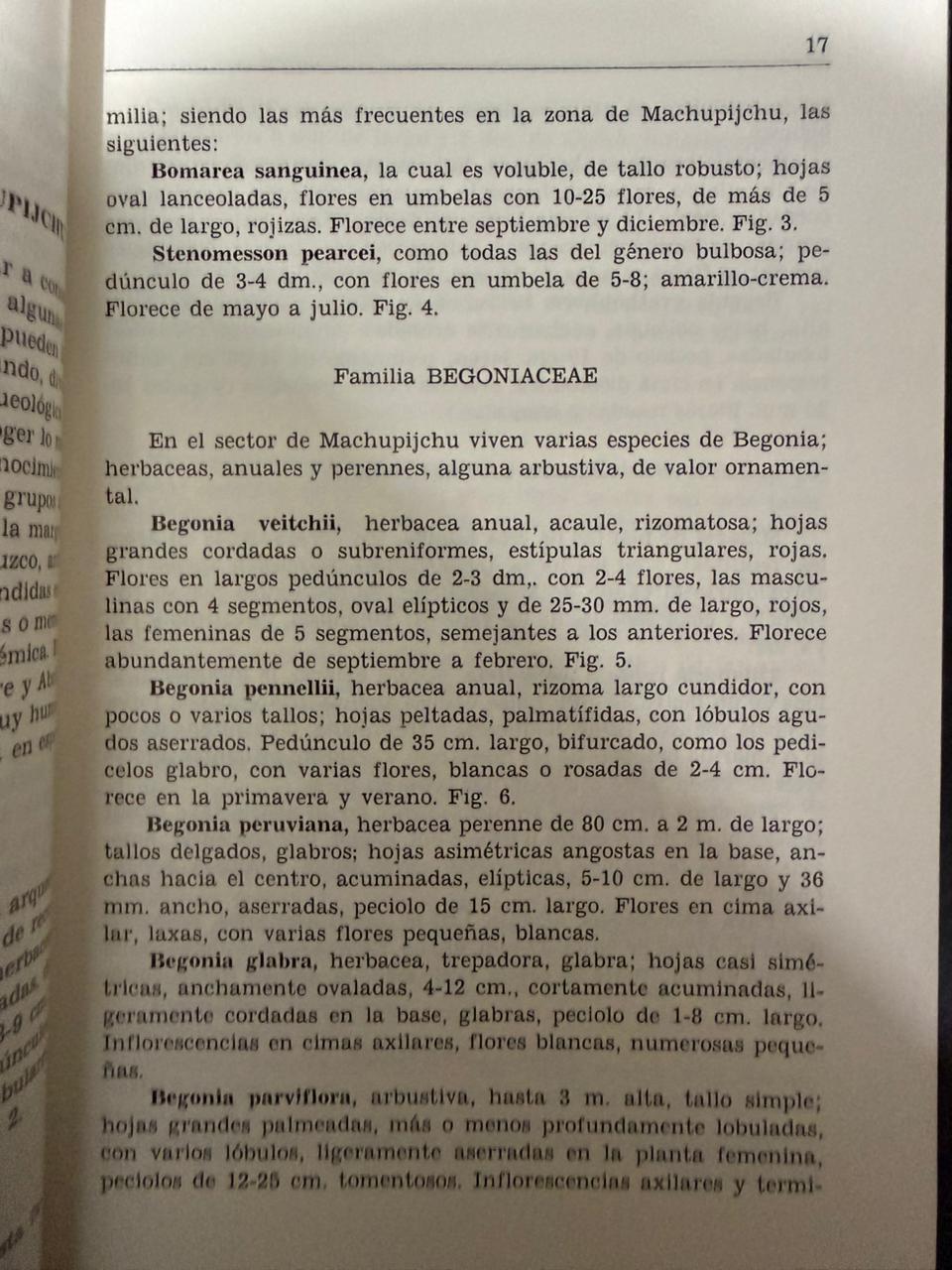 FLORA ORNAMENTAL DEL MACHUPIJCHU - FRAGMENTO